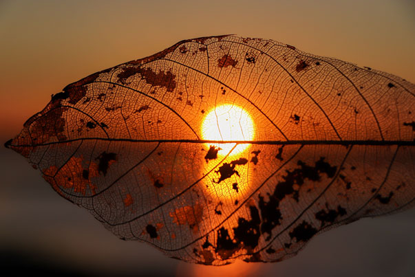 Autumn Equinox images of a golden sun