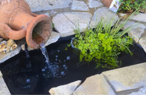 The Pond - Done! 2 The Pond